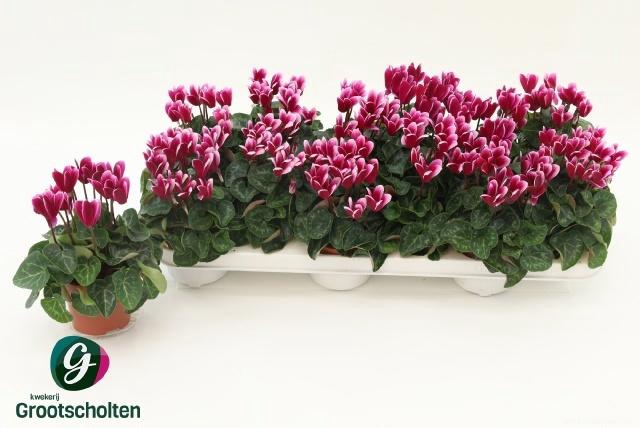 <h4>CYCL KL SNOWRIDGE</h4>