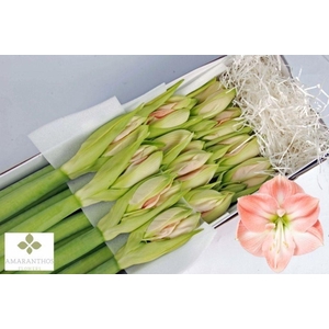 Hippeastrum darling