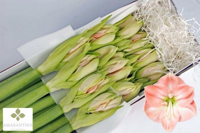 <h4>Hippeastrum darling</h4>