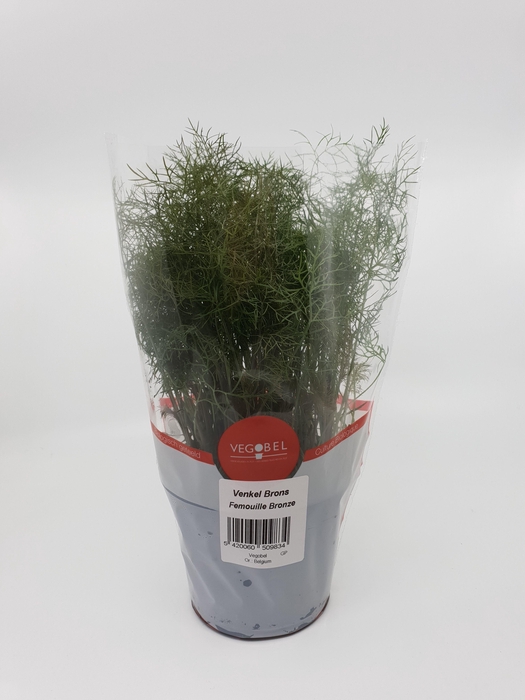 <h4>Bronsvenkel P12</h4>