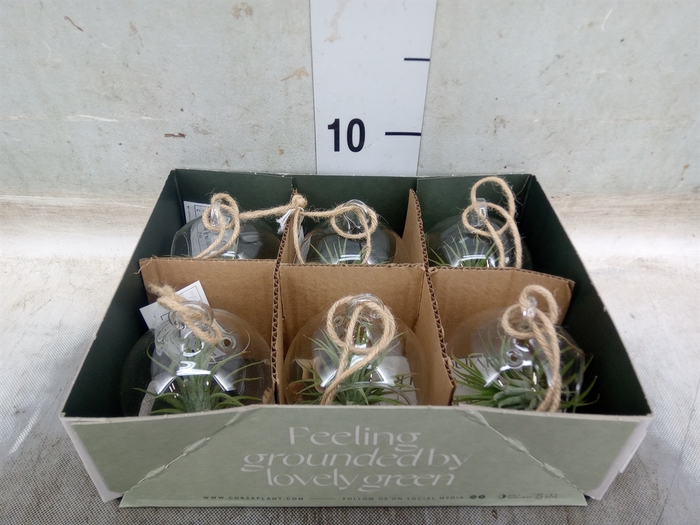 <h4>Arr.  Tillandsia L%</h4>