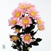 CYMB MI PINK PARFAIT Leekade X20