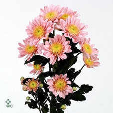 CYMB MI PINK PARFAIT Leekade X20