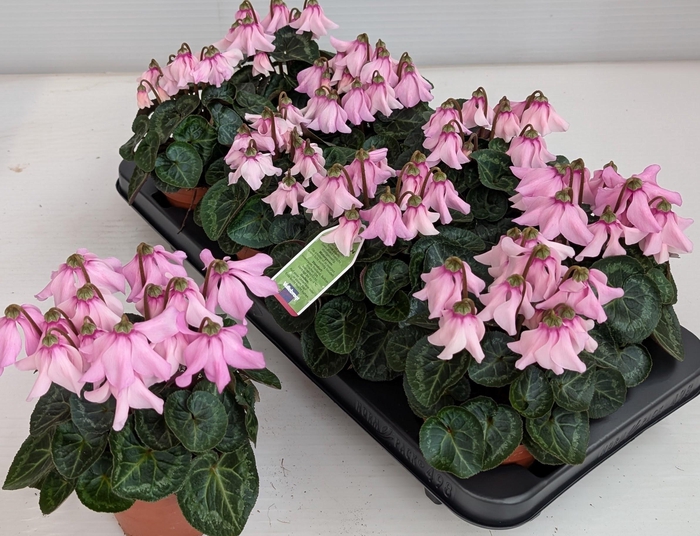 <h4>CYCL KL OVERIG</h4>