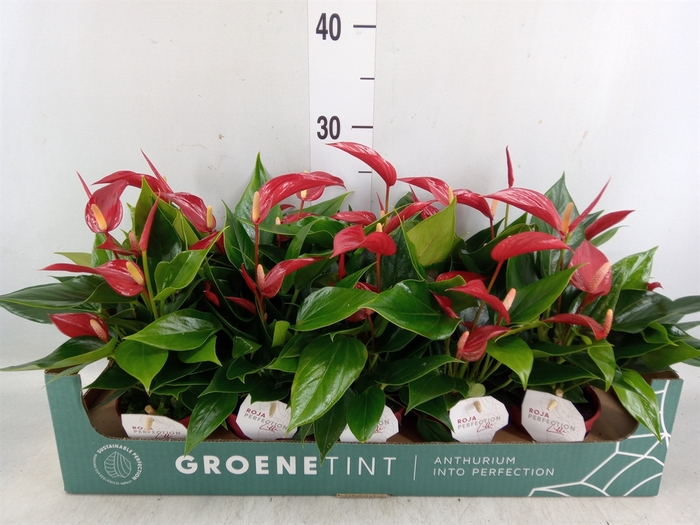 <h4>Anthurium  'Banderola Roja'</h4>