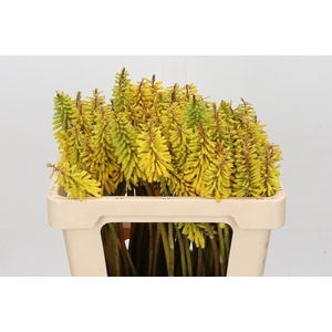 Kniphofia Sunningdale Yellow