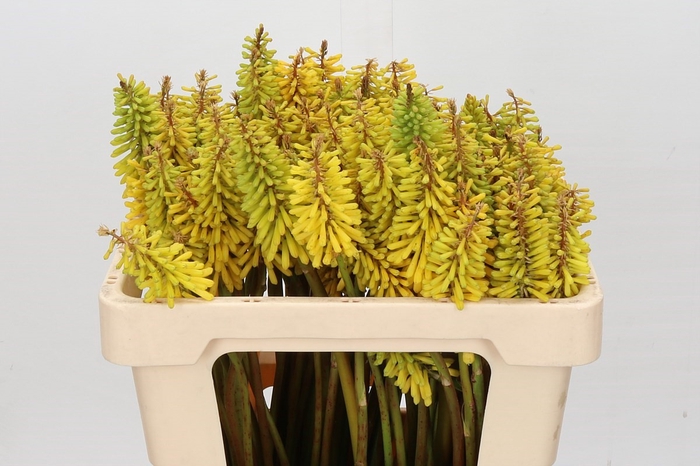 <h4>Kniphofia Sunningdale Yellow</h4>