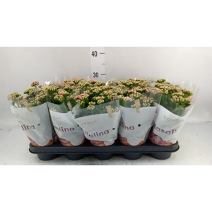 Kalanchoe blos. 'RosDon Nando'