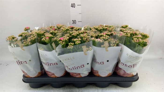 <h4>Kalanchoe blos. 'RosDon Nando'</h4>