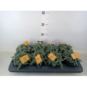 Crassula  'Kraaiepootje'