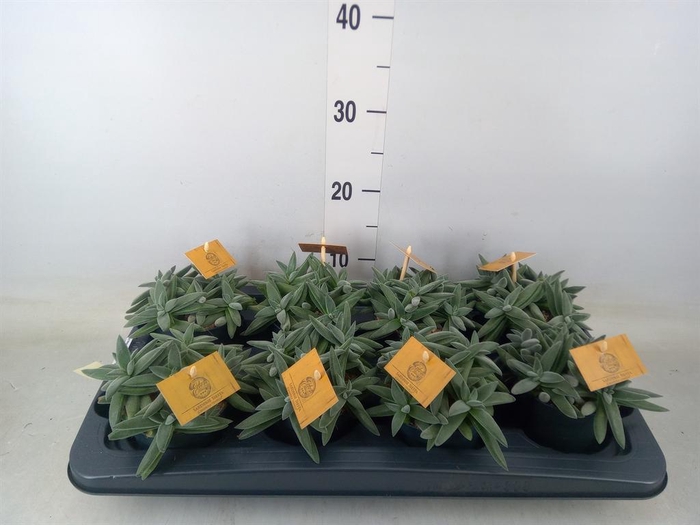 <h4>Crassula 'Kraaiepootje'</h4>