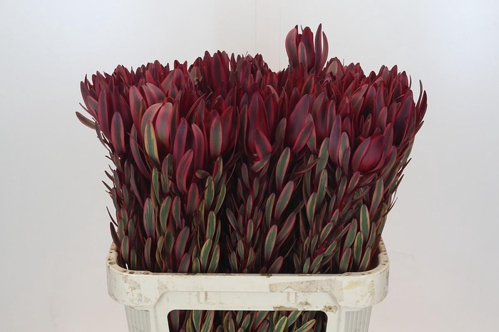 <h4>Leucadendron Jester</h4>