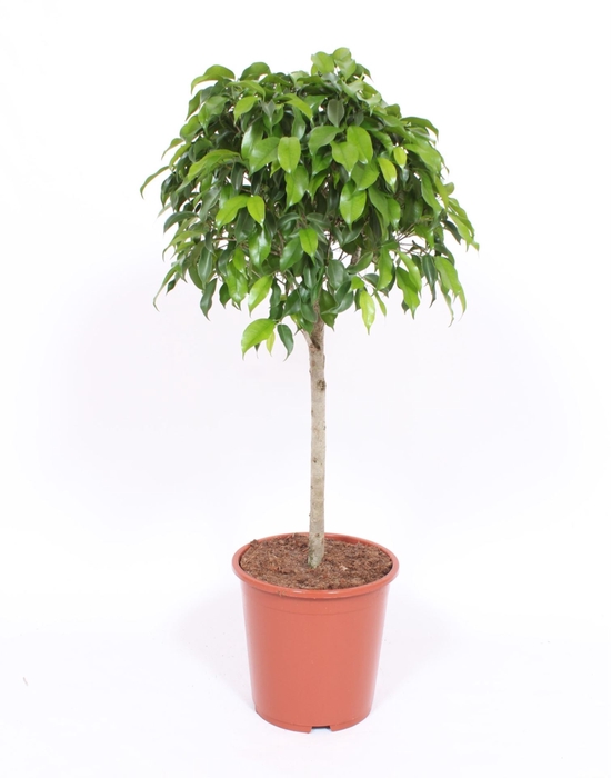 Ficus gevlochten stam