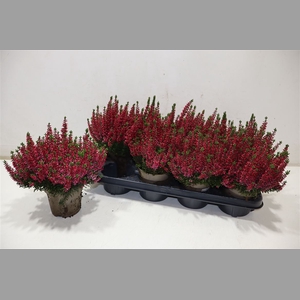 Callu Bl Sabella