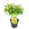 Acer palmatum Little Princess