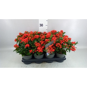 Skimmia jap.