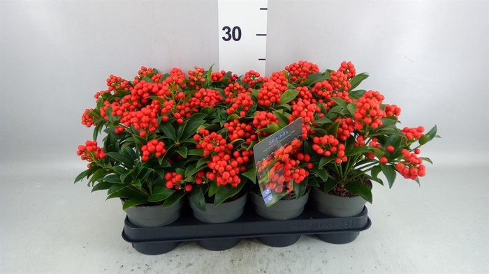 <h4>Skimmia jap.</h4>