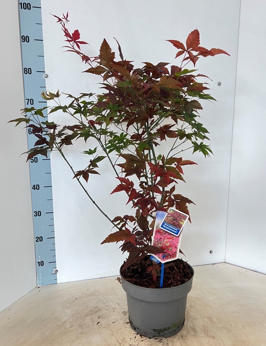 ACER PA ATROPURPUREU