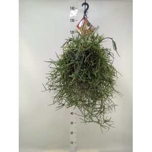 Rhipsalis   ...