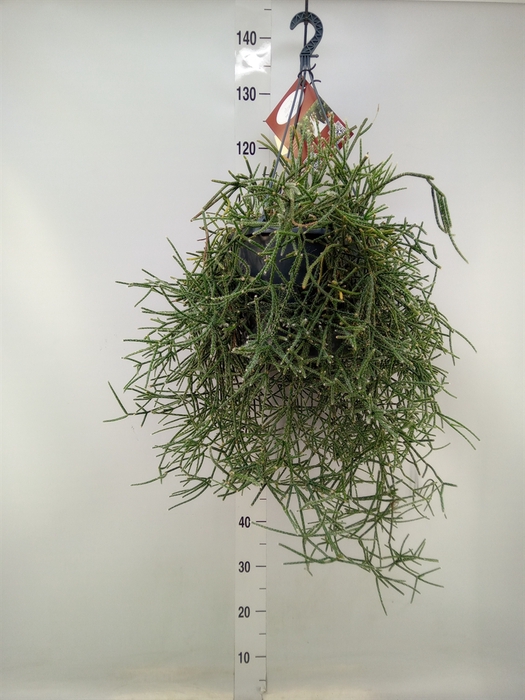 <h4>Rhipsalis   ...</h4>