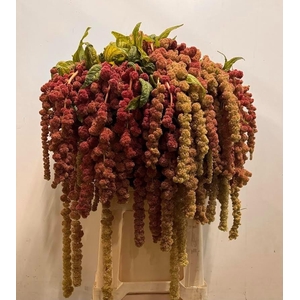 AMAR CA CORAL FOUNTA