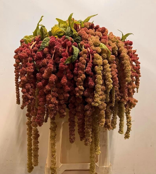 <h4>AMAR CA CORAL FOUNTA</h4>