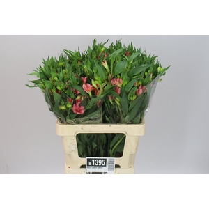 Alstro Charm Apricot