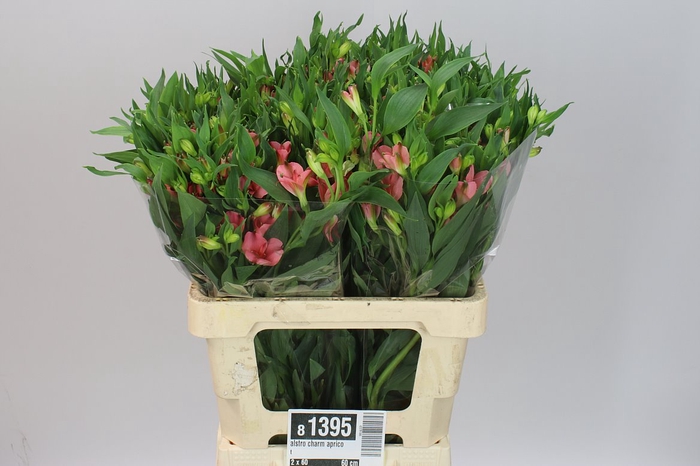 <h4>Alstro Charm Apricot</h4>