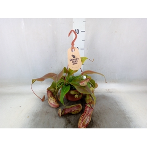Nepenthes    ...