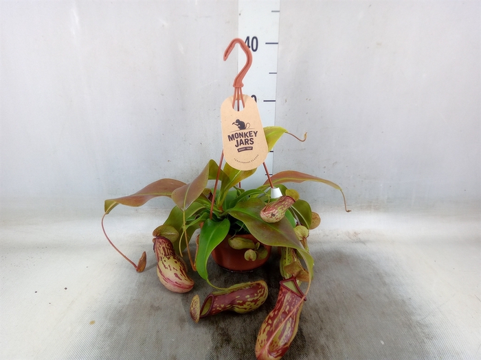 <h4>Nepenthes    ...</h4>