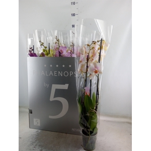 Phalaenopsis   ...mix  8