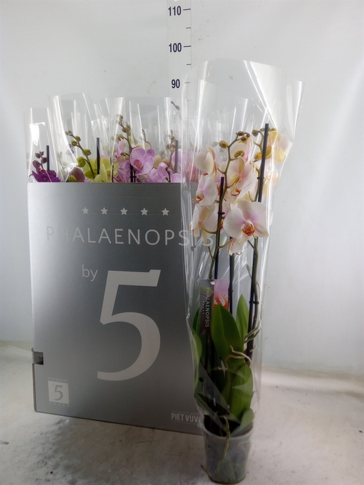 <h4>Phalaenopsis   ...mix  8</h4>