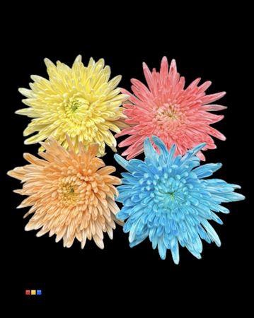 Chr G Topspin Dusty Mix