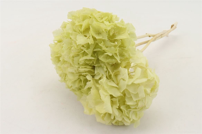 <h4>Bunch Hydrangea Preserved</h4>