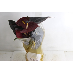 ANTHURIUM DELICATA P17