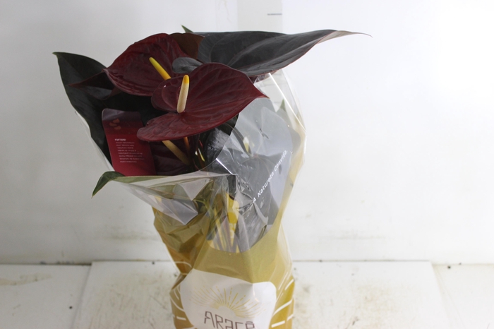 <h4>ANTHURIUM DELICATA P17</h4>