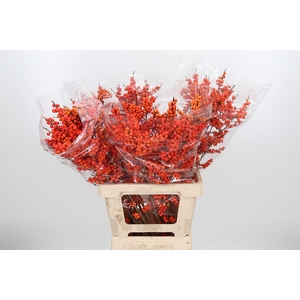 Ilex Ve Orange Glow