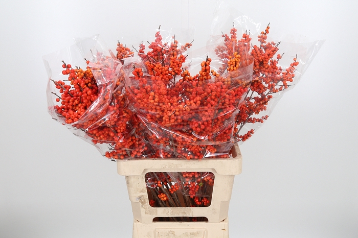 <h4>Ilex Ve Orange Glow</h4>