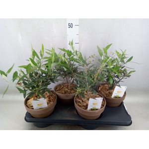 Arr.   Tuinplanten L%