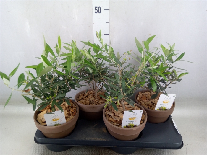 <h4>Arr.   Tuinplanten L%</h4>