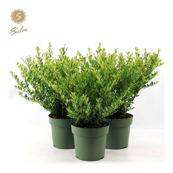 <h4>Ilex crenata 'Jenny'® P17</h4>