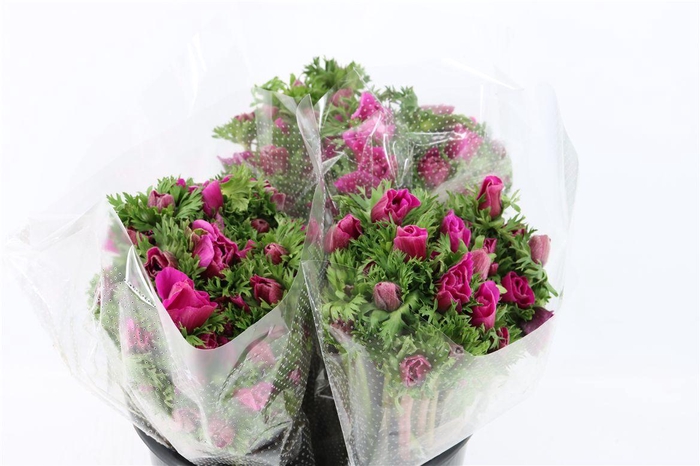 <h4>Anem Marianne Orchid</h4>