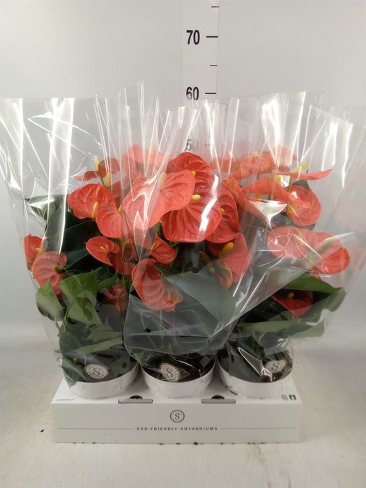 <h4>Anthurium andr. 'Orange Champion'</h4>