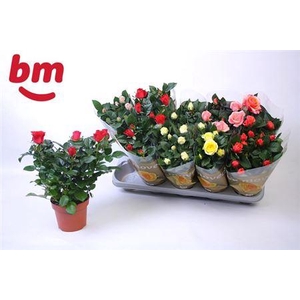 Rosa Beau Monde Gemengd 12 Cm