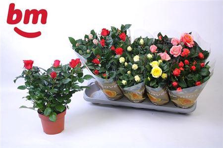<h4>Rosa Beau Monde Gemengd 12 Cm</h4>