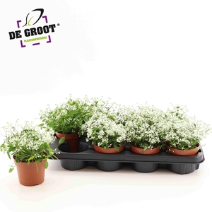 EUPH LOREEN COMP WHI