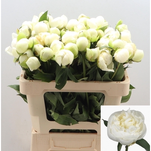 PAEO L DUCHES D NEMO