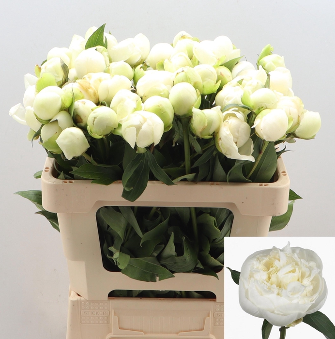 <h4>PAEO L DUCHES D NEMO</h4>