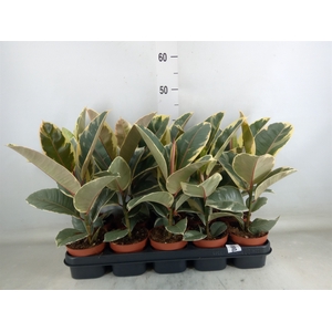 Ficus elastica 'Tineke'