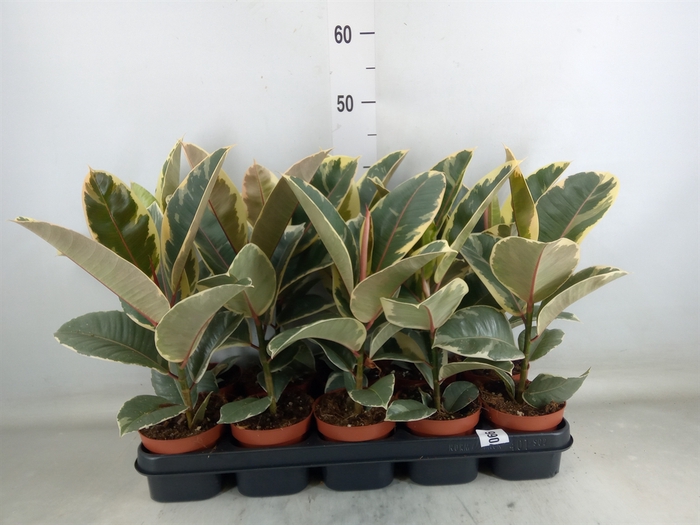 <h4>Ficus elastica 'Tineke'</h4>